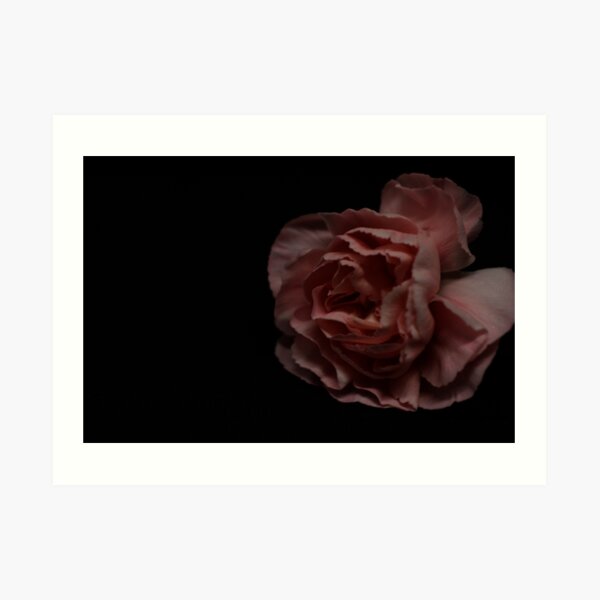 Pink Carnation Art Print