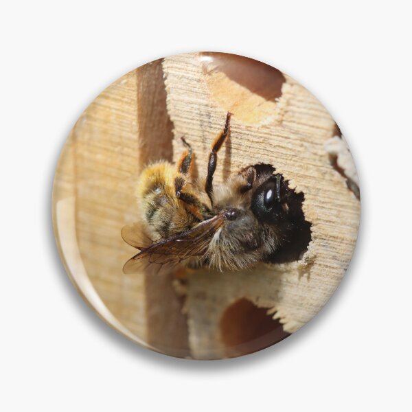 Item preview, Mason bee sealing her nest tube designed and sold by GreyFeatherPhot.