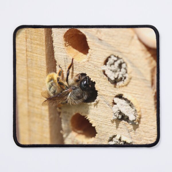 Item preview, Mason bee sealing her nest tube designed and sold by GreyFeatherPhot.