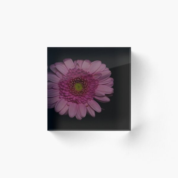 Pink Germini Flower Acrylic Block