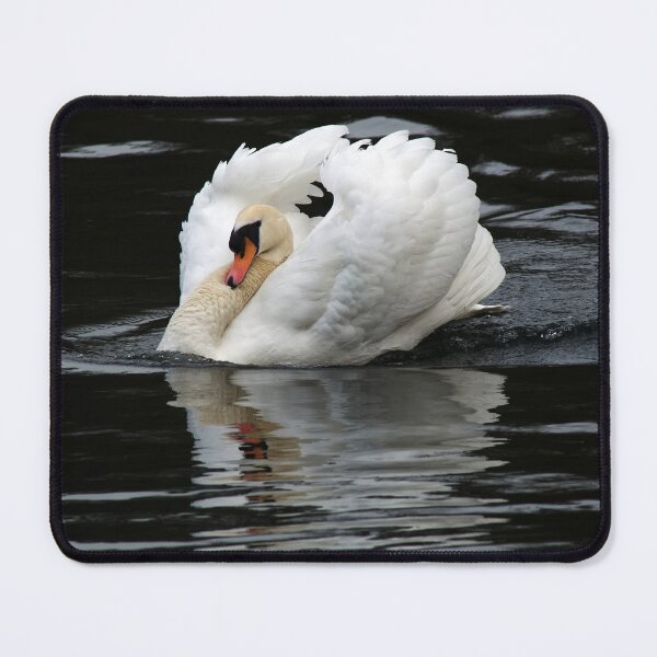 Item preview, Mute Swan designed and sold by days-photographic.