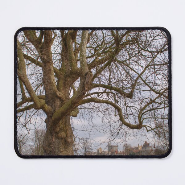 Item preview, Wild Old Tree designed and sold by days-photographic.