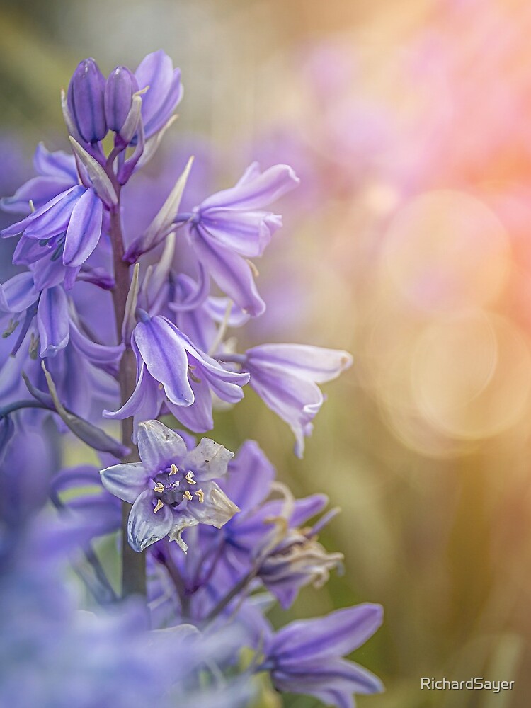 Spring Light by RichardSayer