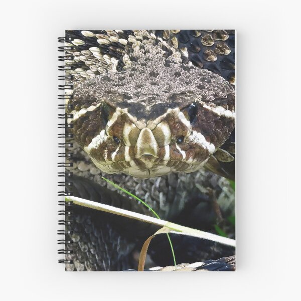 Item preview, Eastern Diamondback Rattlesnake #002 designed and sold by Jeffrey Mask.