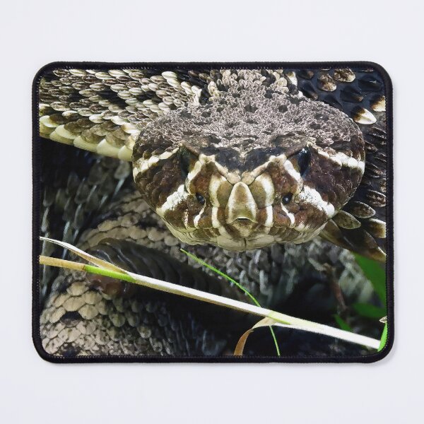 Item preview, Eastern Diamondback Rattlesnake #002 designed and sold by Jeffrey Mask.