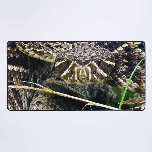 Item preview, Eastern Diamondback Rattlesnake #002 designed and sold by Jeffrey Mask.