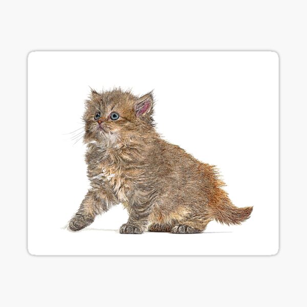 So adorable omg, Kitten British Longhair Cat - Custom Pet Portrait Art Studio Sticker