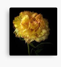 Peony Flower Canvas Print