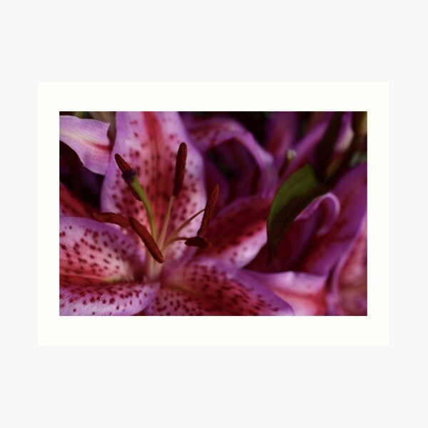 Oriental Lily - Close Up Art Print