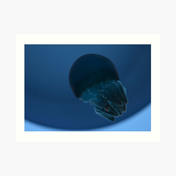 Blue Blubber Jellyfish Art Print
