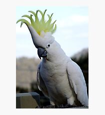 Australian Cockatoo Photographic Print