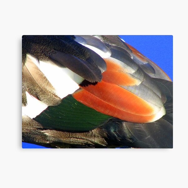 Duck Detail Metal Print