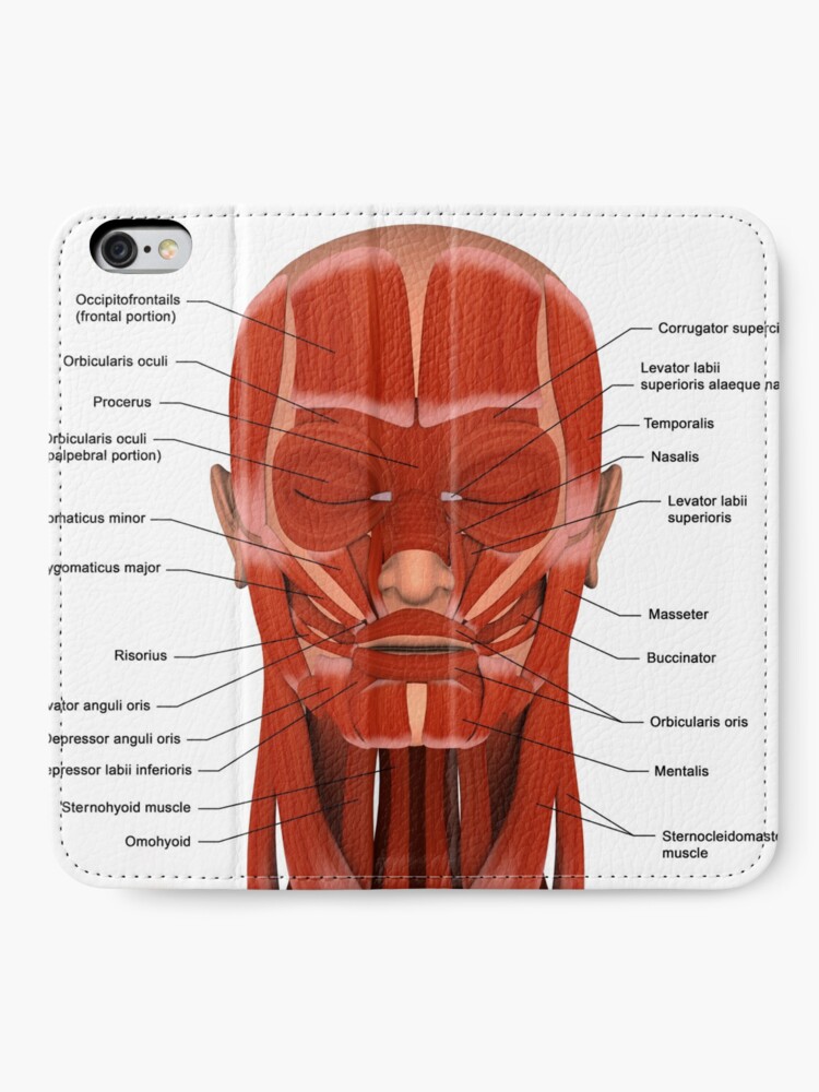 Facial muscles of the human head with labels