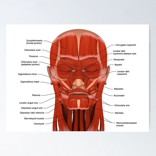 Facial muscles of the human head (with labels). Poster