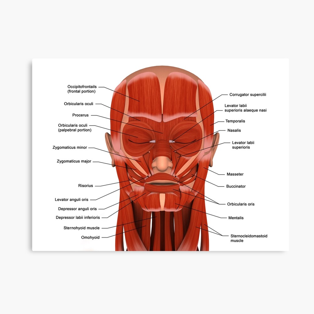 Facial muscles of the human head (with labels). Poster