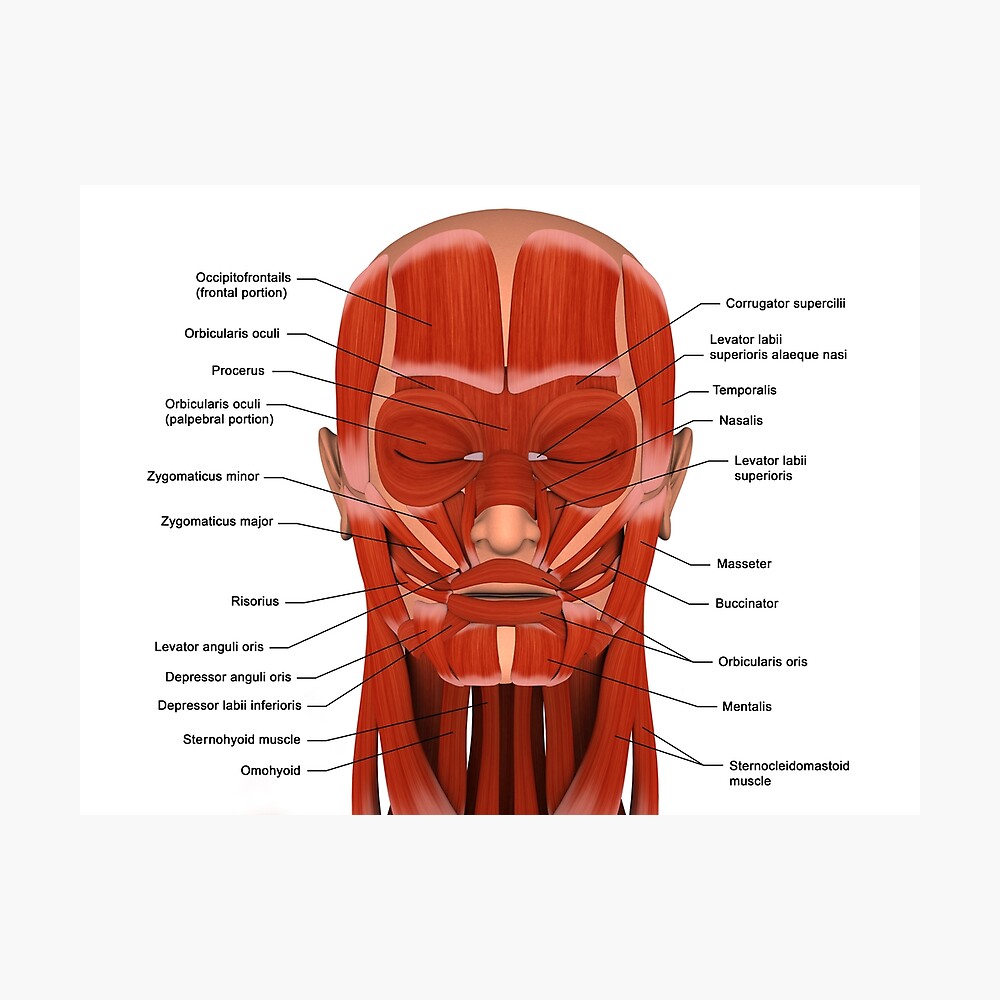 Facial muscles of the human head with labels . Sticker