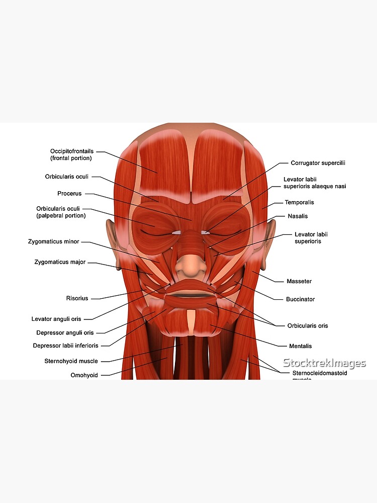 muscles de la tête Diagram