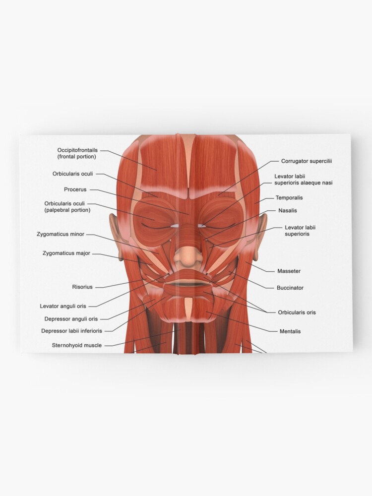 Poster Anatomie musculaire du visage et du cou