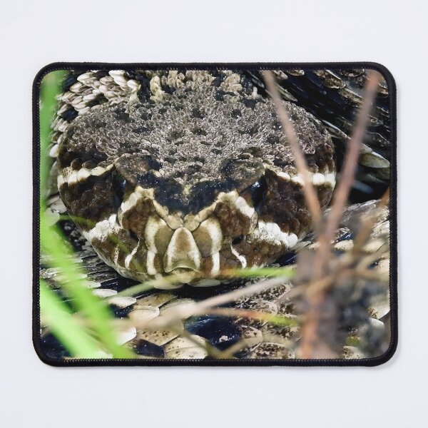 Item preview, Eastern Diamondback Rattlesnake #003 designed and sold by Jeffrey Mask.