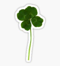 Real four-leaf clover Sticker