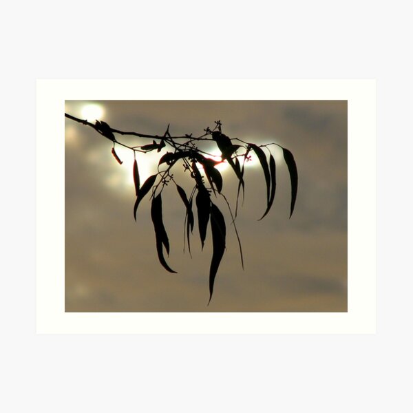 Still Art Print