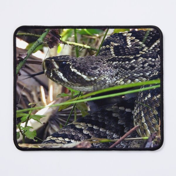 Item preview, Eastern Diamondback Rattlesnake #005 designed and sold by Jeffrey Mask.