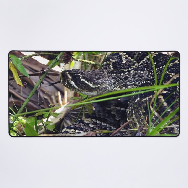 Item preview, Eastern Diamondback Rattlesnake #005 designed and sold by Jeffrey Mask.