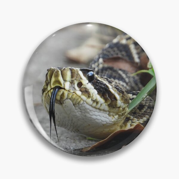 Item preview, Eastern Diamondback Rattlesnake #007 designed and sold by Jeffrey Mask.