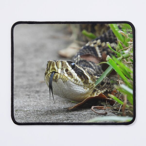 Item preview, Eastern Diamondback Rattlesnake #007 designed and sold by Jeffrey Mask.