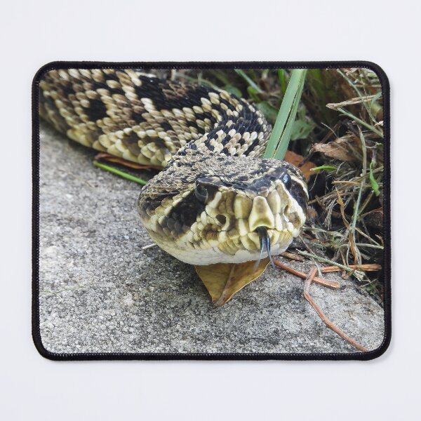 Item preview, Eastern Diamondback Rattlesnake #008 designed and sold by Jeffrey Mask.