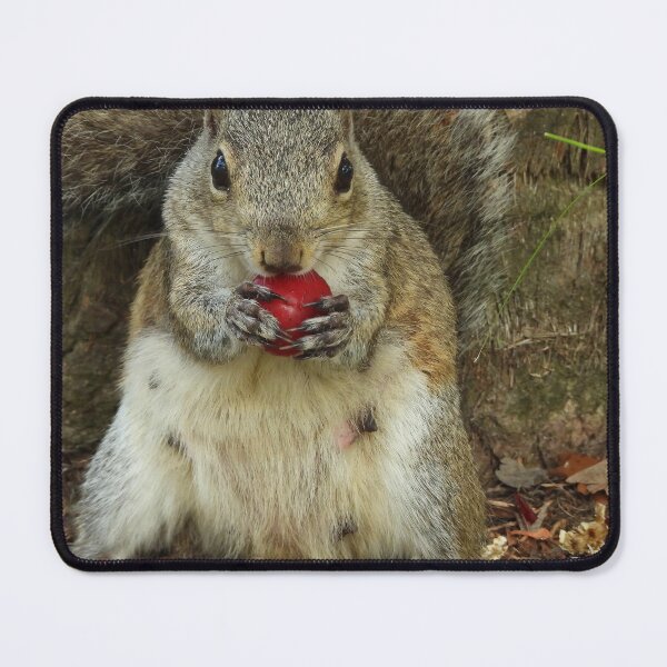 Item preview, Cute Squirrel #0066 designed and sold by Jeffrey Mask.