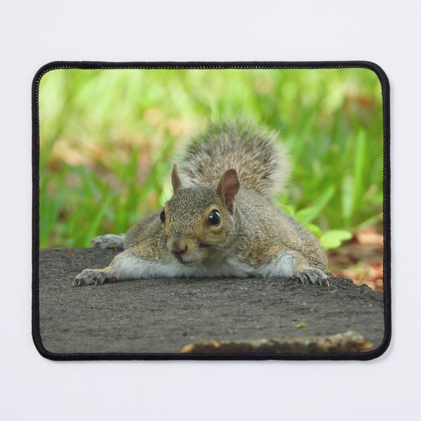 Item preview, Cute Squirrel #0069 designed and sold by Jeffrey Mask.