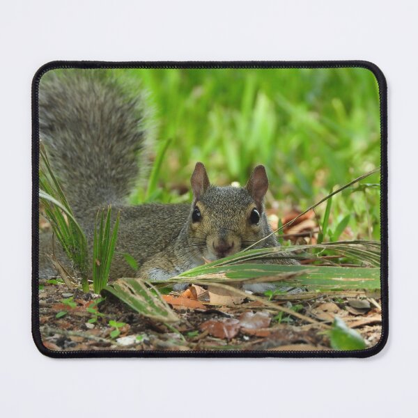 Item preview, Cute Squirrel #0070 designed and sold by Jeffrey Mask.