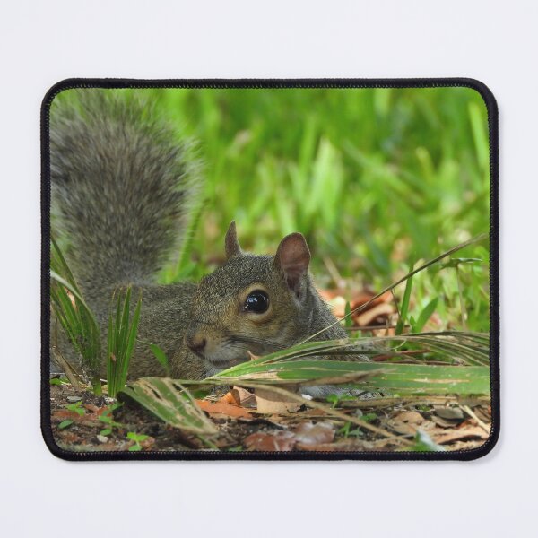 Item preview, Cute Squirrel #0071 designed and sold by Jeffrey Mask.