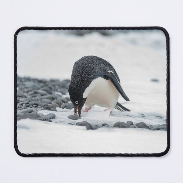 Item preview, Selecting the perfect pebble designed and sold by Mark Prior.