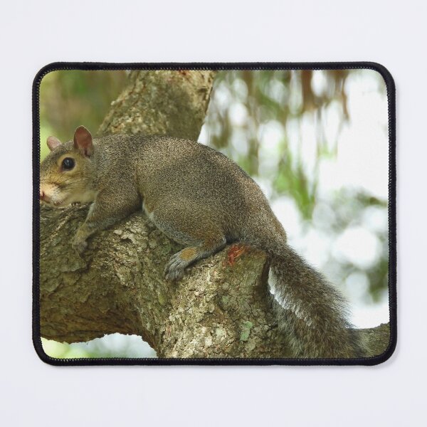 Item preview, Cute Squirrel #0072 designed and sold by Jeffrey Mask.