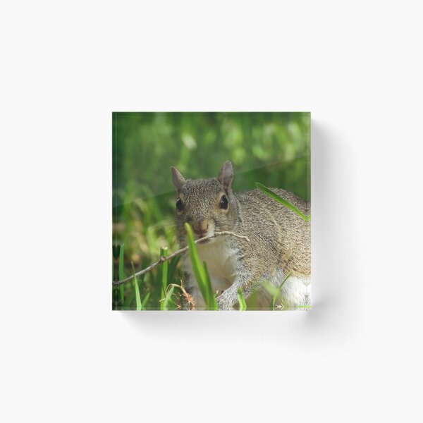 Item preview, Cute Squirrel #0073 designed and sold by Jeffrey Mask.
