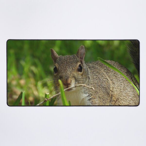 Item preview, Cute Squirrel #0073 designed and sold by Jeffrey Mask.