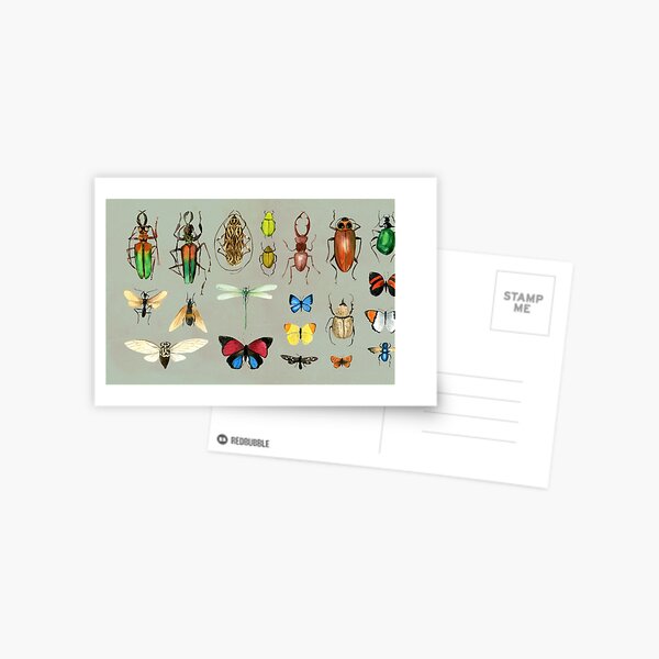 The Usual Suspects - Insects on grey - watercolour bugs pattern by Cecca Designs Postcard