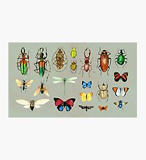 The Usual Suspects - Insects on grey - watercolour bugs pattern by Cecca Designs Photographic Print