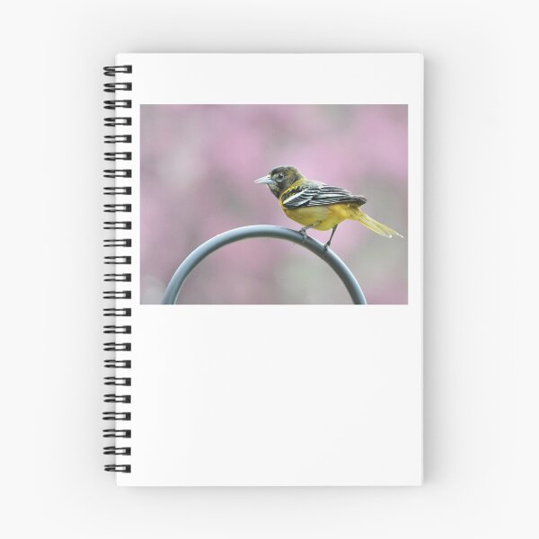 Item preview, Female Oriole designed and sold by Laurie Minor.