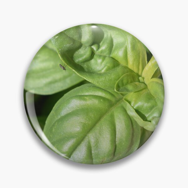 Item preview, Great basil (Ocimum basilicum) under the sunlight 1 designed and sold by Furiarossa.