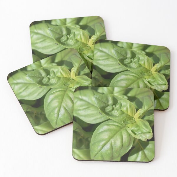 Item preview, Great basil (Ocimum basilicum) under the sunlight 1 designed and sold by Furiarossa.