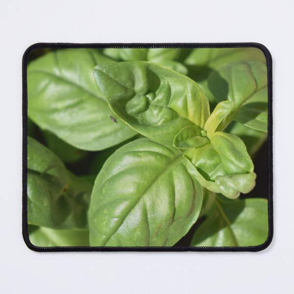 Item preview, Great basil (Ocimum basilicum) under the sunlight 1 designed and sold by Furiarossa.