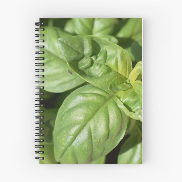 Item preview, Great basil (Ocimum basilicum) under the sunlight 1 designed and sold by Furiarossa.