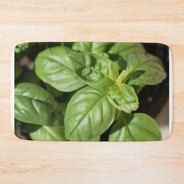 Item preview, Great basil (Ocimum basilicum) under the sunlight 1 designed and sold by Furiarossa.