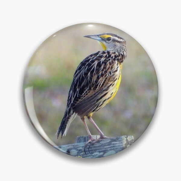 Item preview, Western Meadowlark designed and sold by Jeffrey Mask.