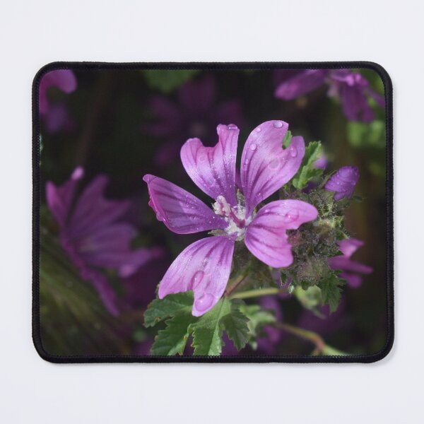 Item preview, Malva Sylvestris 3 designed and sold by Furiarossa.