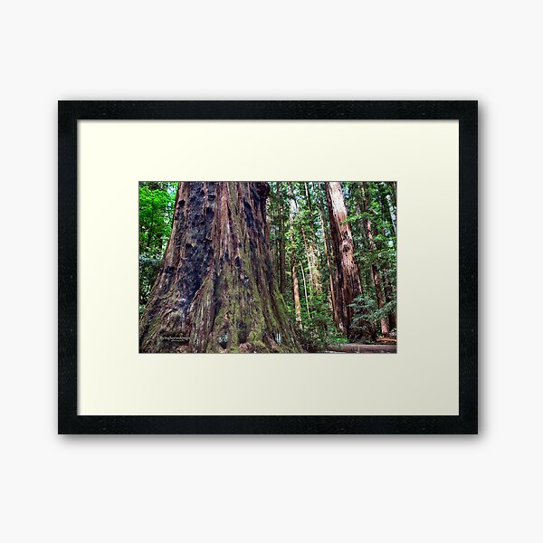 Henry Cowell - Redwoods Framed Art Print