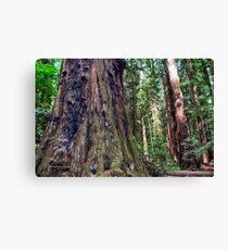 Henry Cowell - Redwoods Canvas Print